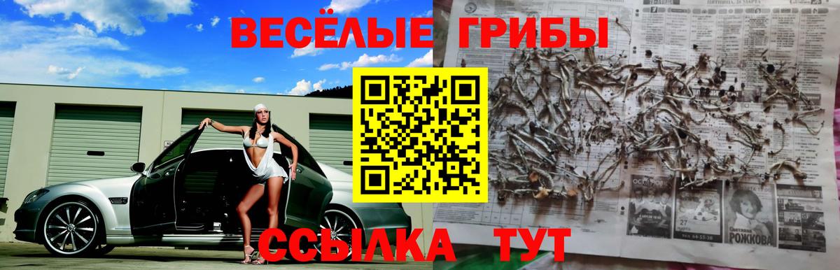 Галлюциногенные грибы Psilocybine cubensis Кандалакша